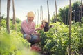 Couple of farmers harvesting tomatoes in the vegetable garden Royalty Free Stock Photo