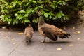 Couple of female peacocks walking in patio garden