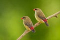 Couple female of Red Avadavat