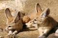 Couple of fennecs 1 Royalty Free Stock Photo