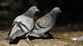 Couple of feral pigeons, Columba livia domestica.