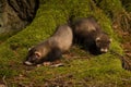 Couple of ferret babies exploring summer forest moss location