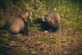 Couple of ferret babies exploring summer forest moss location