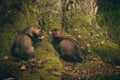 Couple of ferret babies exploring summer forest moss location