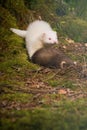 Couple of ferret babies exploring summer forest moss location