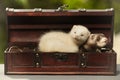 Puppy ferret couple in wooden box of treasure chest