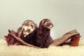 Couple of ferrets - portrait on sofa in studio Royalty Free Stock Photo