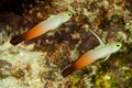 couple of fire dartfish on a black background, goby