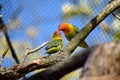 Couple of FishersÃÂ´s Lovebird Sitting on Branch Kissing