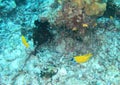 Couple of fishes - Foxface rabbitfish