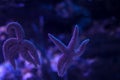 Couple of five-pointed starfish in the ocean on a blue background. The effect of bokeh close up. Life in the ocean. A pair of Royalty Free Stock Photo