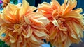 Couple of flamethrower dahlia flowers Royalty Free Stock Photo