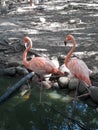 Couple of flamingos, Melgar Colombia Royalty Free Stock Photo