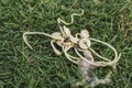 A couple of flies land on some dog roundworms, or Toxocara canis, ejected on the grass from a puppy`s vomit.