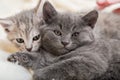 Couple fluffy kitten portrait relaxing on white blanket. Little baby gray and tabby adorable cat in love sleeping at home. Kittens Royalty Free Stock Photo