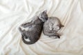 Couple fluffy kitten relax on white blanket. Little baby gray and tabby adorable cat in love. Kittens have rest. Animal pet on bed