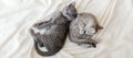 Couple fluffy kitten relax on white blanket. Little baby gray and tabby adorable cat in love. Kittens have rest. Animal pet cats