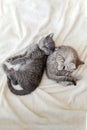 Couple fluffy kitten relax on white blanket. Little baby gray and tabby adorable cat in love. Kittens have rest. Animal pet cats Royalty Free Stock Photo