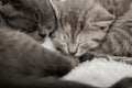 Couple fluffy kitten sleep on blanket. Little baby gray and tabby adorable cat in love are hugging. Cosiness Sleeping kittens