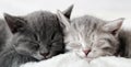 Couple Fluffy Kitten Sleep On Blanket. Little Baby Gray And Tabby Adorable Cat In Love Are Hugging. Cosiness Sleeping Kittens