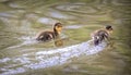 Couple of fluffy mallard ducklings floating in the water Royalty Free Stock Photo