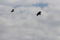 A couple of flying eagles upon the blue sky and looking for the prey mid air. Very keen vision bird can fly at high altitudes Royalty Free Stock Photo