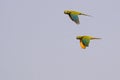 A couple of flying Red-bellied Macaw, Orthopsittaca Manilata, Lagoa Das Araras, Bom Jardim, Nobres, Mato Grosso, Brazil