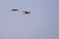 A couple of flying Red-bellied Macaw, Orthopsittaca Manilata, Lagoa Das Araras, Bom Jardim, Nobres, Mato Grosso, Brazil