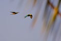 A couple of flying Red-bellied Macaw, Orthopsittaca Manilata, Lagoa Das Araras, Bom Jardim, Nobres, Mato Grosso, Brazil