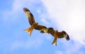 A Couple of flying Red kite in cloudy sky Ein Paar fliegende Rotmilane in blauem Himmel