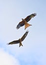 A Couple of flying Red kite in cloudy sky Ein Paar fliegende Rotmilane in blauem Himmel