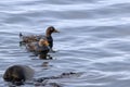 couple of Flying steamer duck Tachyeres patachonicus swimming in the port of ushuaia; Argentina. wild seabird in natural