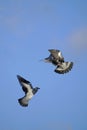 A couple of forest pigeons in flight. Pigeon wood pigeon. Against the background of the sky Royalty Free Stock Photo