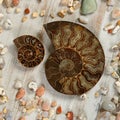 A couple of fossilized Ammonites - ancient molluscs of the order cephalopods