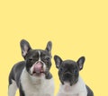 Couple of french bulldog dogs licking nose looking at camera Royalty Free Stock Photo