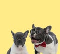 Couple of french bulldog dogs looking ahead with tonue out Royalty Free Stock Photo