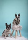 Couple of french bulldog dogs in love for happy valentines day on blue background Royalty Free Stock Photo