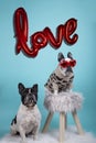 Couple of french bulldog dogs in love for Happy Valentines Day with inflatable red balloon background with the word love and red Royalty Free Stock Photo