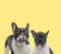 Couple of french bulldog dogs sitting and licking nose Royalty Free Stock Photo
