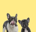 Couple of french bulldog dogs sitting and licking nose Royalty Free Stock Photo