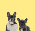 Couple of french bulldog dogs sitting and wearing red leash