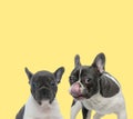 Couple of french bulldog dogs standing next to each other Royalty Free Stock Photo