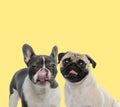 Couple of french bulldog and pug dogs licking mouth happy Royalty Free Stock Photo