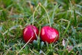 Cherries Royalty Free Stock Photo