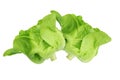 A couple Fresh Organic Green Butter head Lettuce vegetable or Salad vegetable  hight  vitamin,nutrition isolated on white back Royalty Free Stock Photo