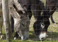 Couple of friendly donkeys enjoying grazing their springtime pasture