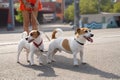 Couple of friends pets dogs Jack Russell terriers with double leash looking side