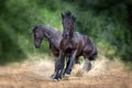 Couple frisian horse run Royalty Free Stock Photo