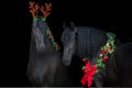 Couple of frisian horses in christmas decor and wreath Royalty Free Stock Photo