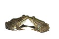 Couple of frogs Royalty Free Stock Photo